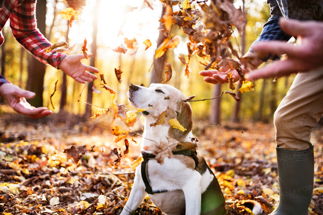 Unreccognizable senior couple with dog on a walk in a beautiful autumn forest.