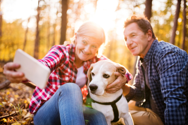 Active senior couple with dog on a walk in a beautiful autumn forest. Man and woman taking selfie with a smartphone.