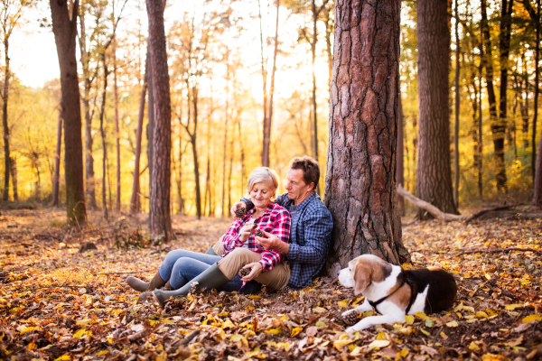 Active senior couple with dog on a walk in a beautiful autumn forest.