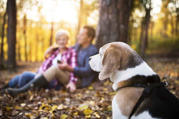 Unrecognizable senior couple with dog on a walk in a beautiful autumn forest. Man and woman sitting on the ground.