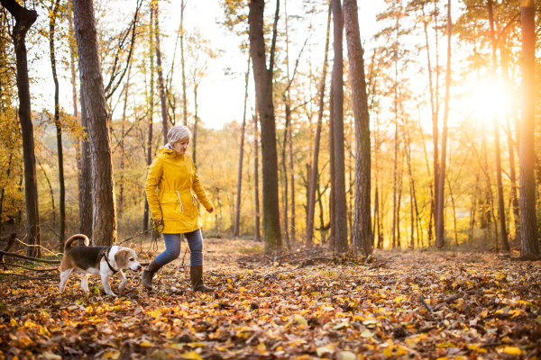 Active senior woman with dog on a walk in a beautiful autumn forest.