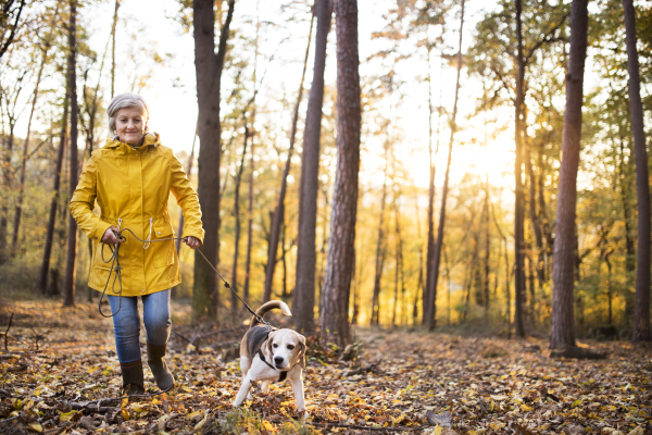 Active senior woman with dog on a walk in a beautiful autumn forest.