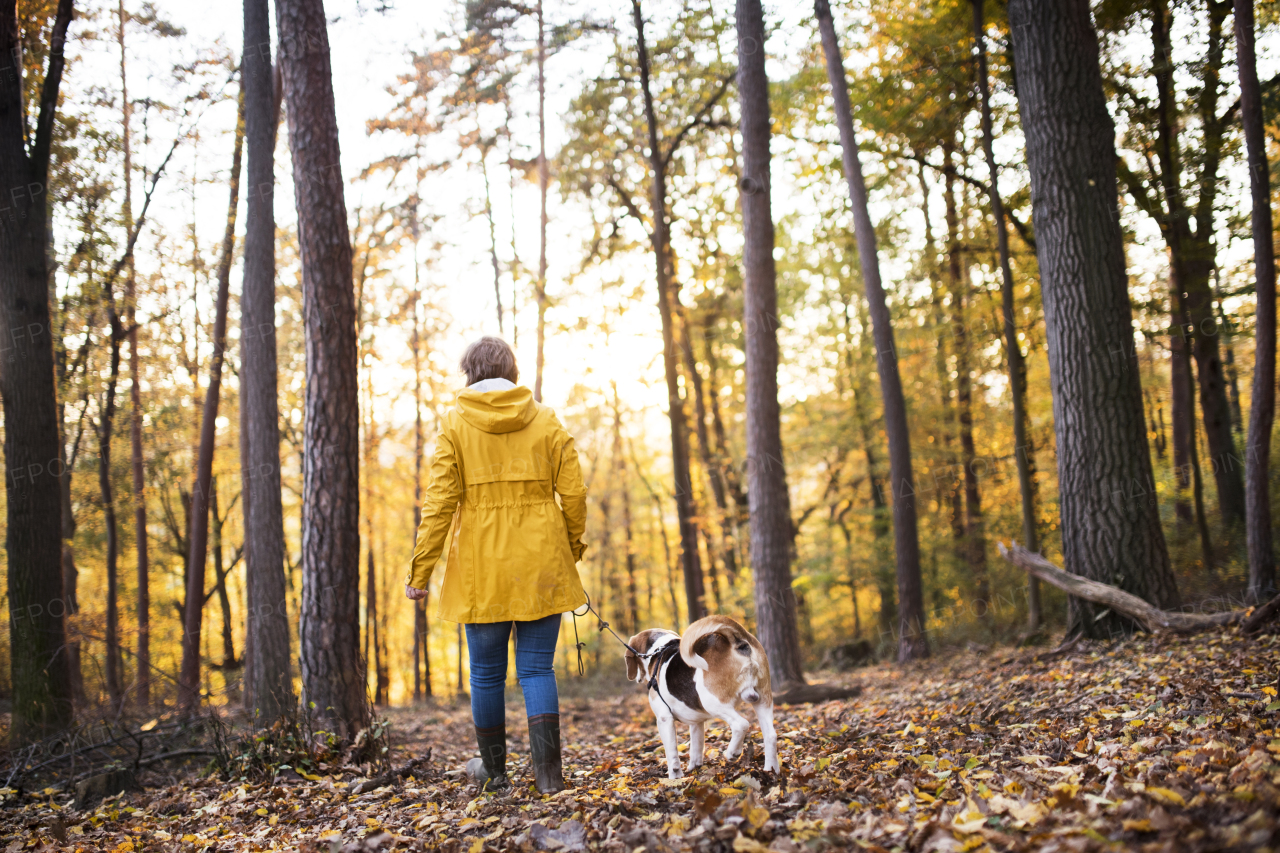 Active senior woman with dog on a walk in a beautiful autumn forest. Rear view.