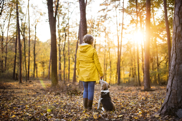 Active senior woman with dog on a walk in a beautiful autumn forest. Rear view.