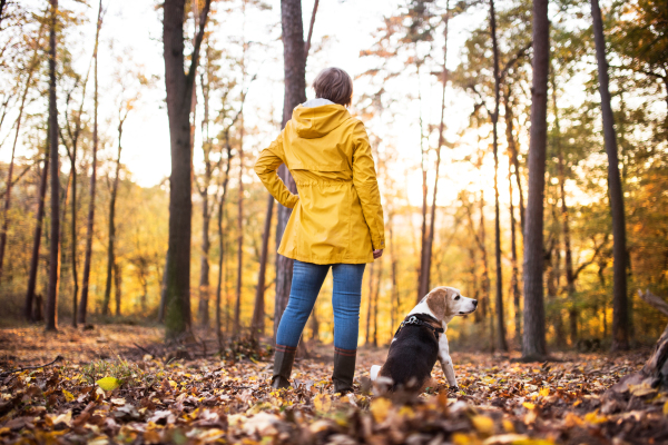 Active senior woman with dog on a walk in a beautiful autumn forest. Rear view.