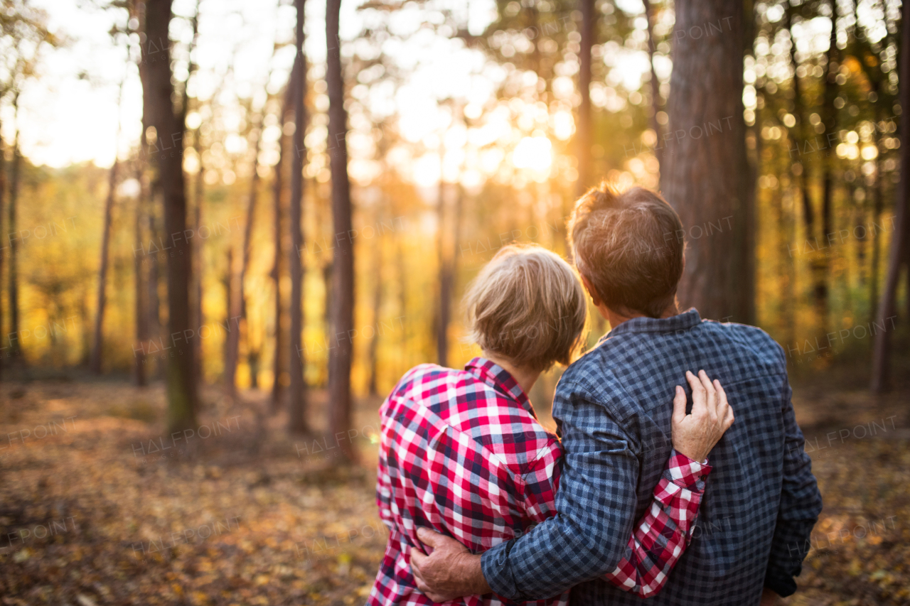 Active senior couple on a walk in a beautiful autumn forest. Rear view.