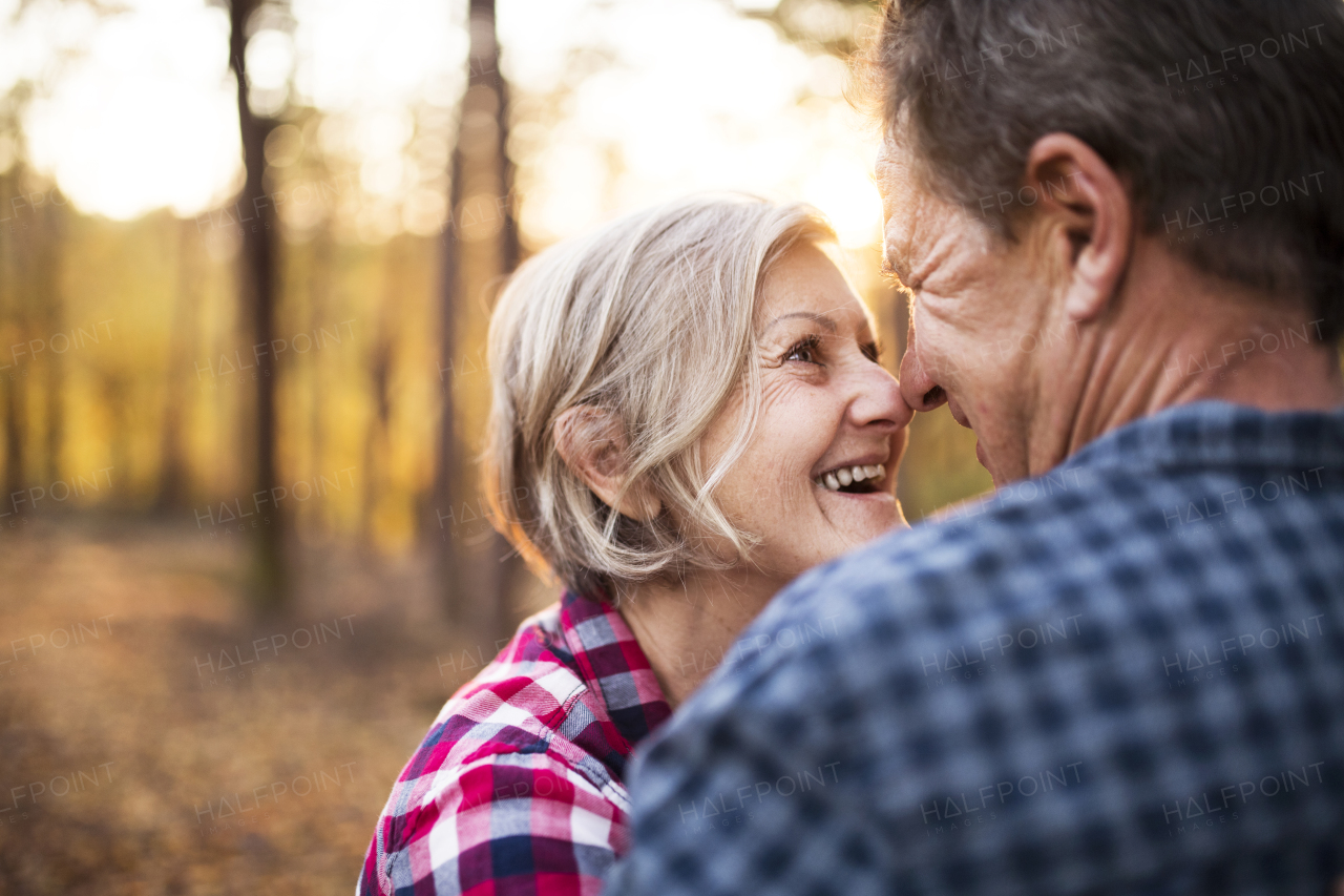 Active senior couple on a walk in a beautiful autumn forest. A happy man and woman touching with their noses.