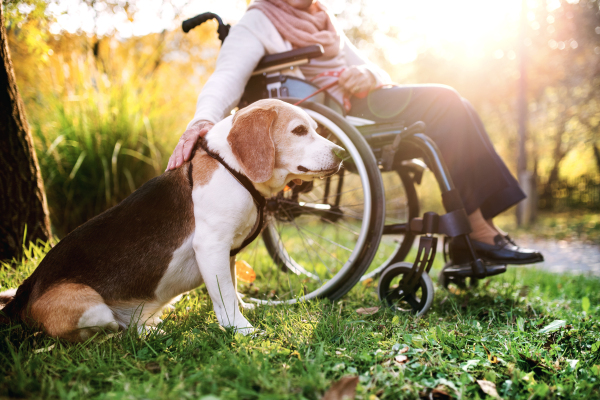 Unrecognizable elderly woman in wheelchair with dog in autumn nature. Senior woman on a walk.