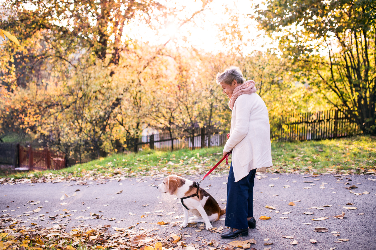 An elderly woman with dog in autumn nature. Senior woman on a walk.