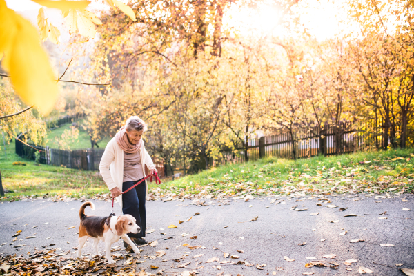 An elderly woman with dog in autumn nature. Senior woman on a walk.