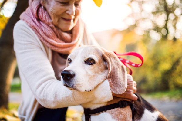 An elderly woman with dog in autumn nature. Senior woman on a walk.