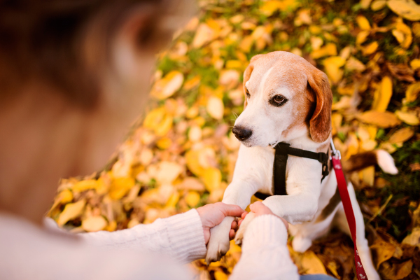 Unrecognizable senior woman in wheelchair with dog in autumn nature. Senior woman holding paws of the dog.