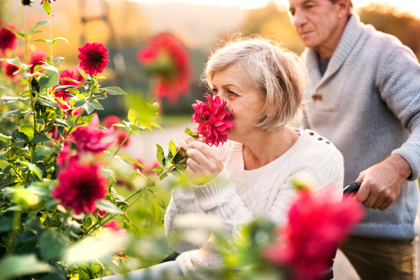 Senior couple on a walk. Senior man pushing a woman in a wheelchair on the village road. A disabled woman smelling flowers.