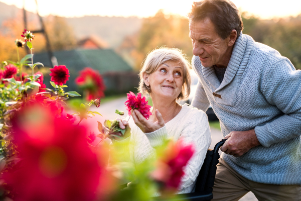 Senior couple on a walk. Senior man pushing a woman in a wheelchair on the village road. A disabled woman looking at flowers.