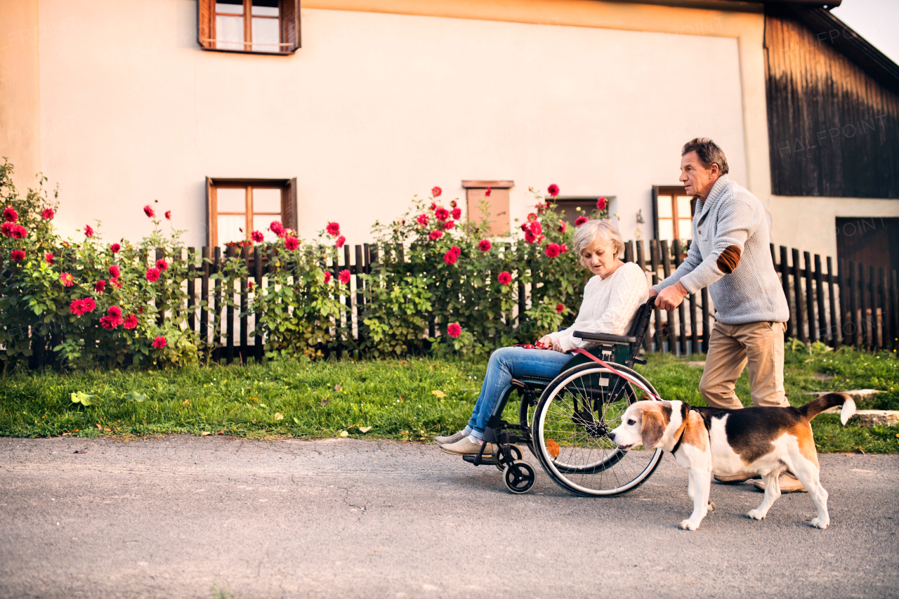 Senior couple on a walk with a dog. Senior man pushing a woman in a wheelchair on the village road.