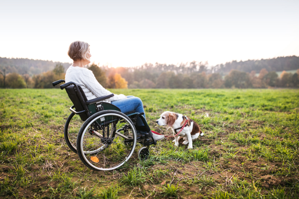 A senior woman in wheelchair with dog in autumn nature. Senior woman on a walk on a grassland.