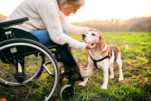 A senior woman in wheelchair with dog in autumn nature. Senior woman stroking a dog.