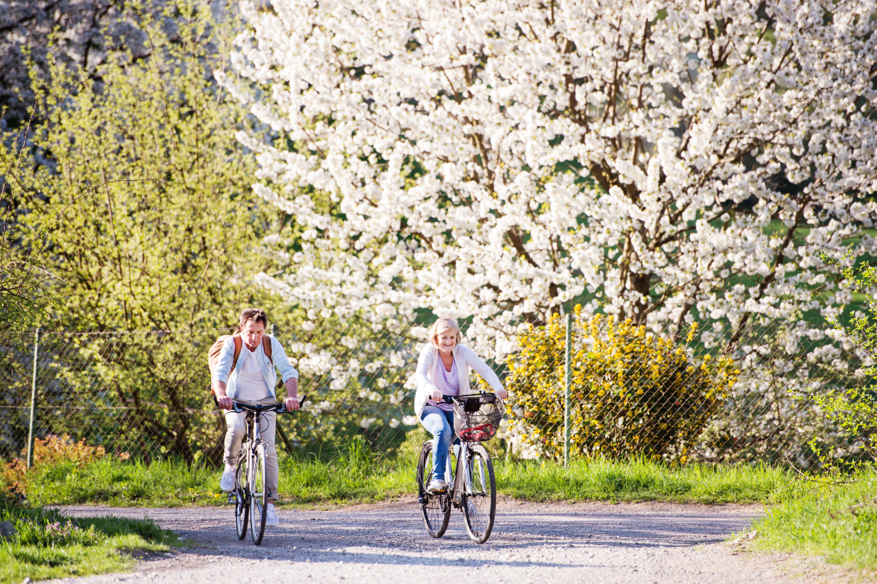 Beautiful senior couple with bicycles outside in spring nature cycling under blossoming trees.