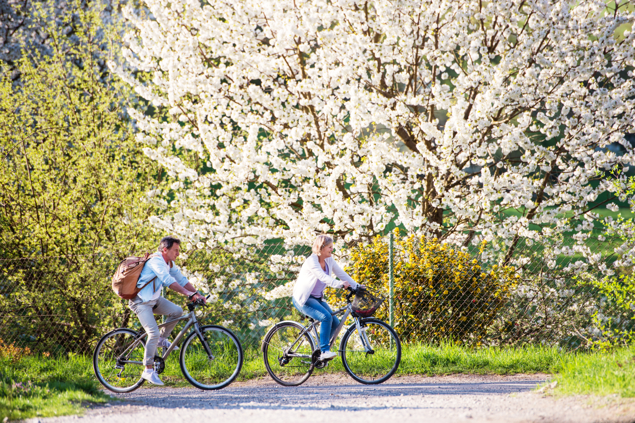 Beautiful senior couple with bicycles outside in spring nature cycling under blossoming trees.