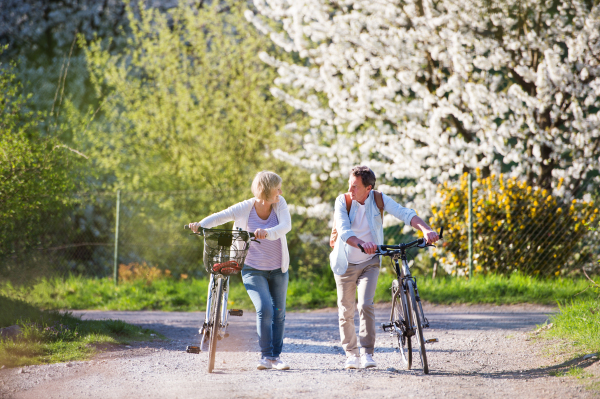 Beautiful senior couple with bicycles outside in spring nature walking under blossoming trees.