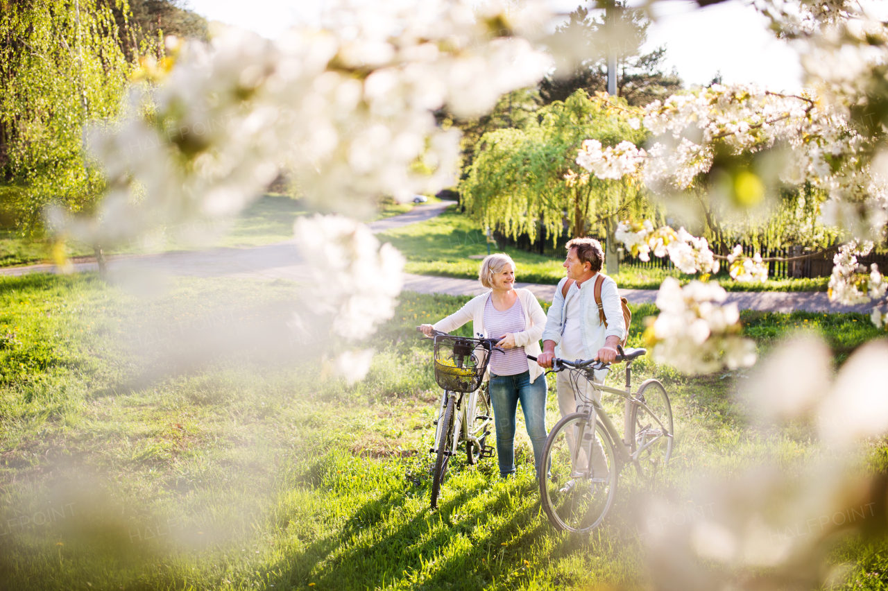 Beautiful senior couple with bicycles outside in spring nature under blossoming trees.