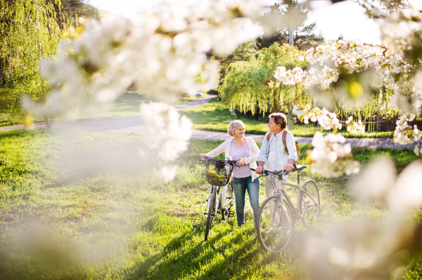 Beautiful senior couple with bicycles outside in spring nature under blossoming trees.