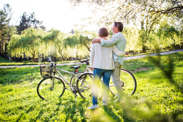 Beautiful senior couple with bicycles outside in spring nature under blossoming trees.