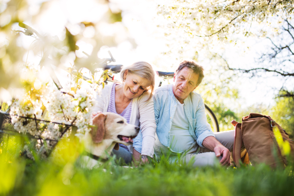 Beautiful senior couple with a dog and bicycles outside in spring nature under blossoming trees. A man and woman in love, sitting on the ground.