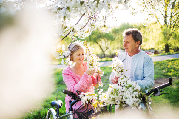 Beautiful senior couple with bicycles outside in spring nature under blossoming trees.