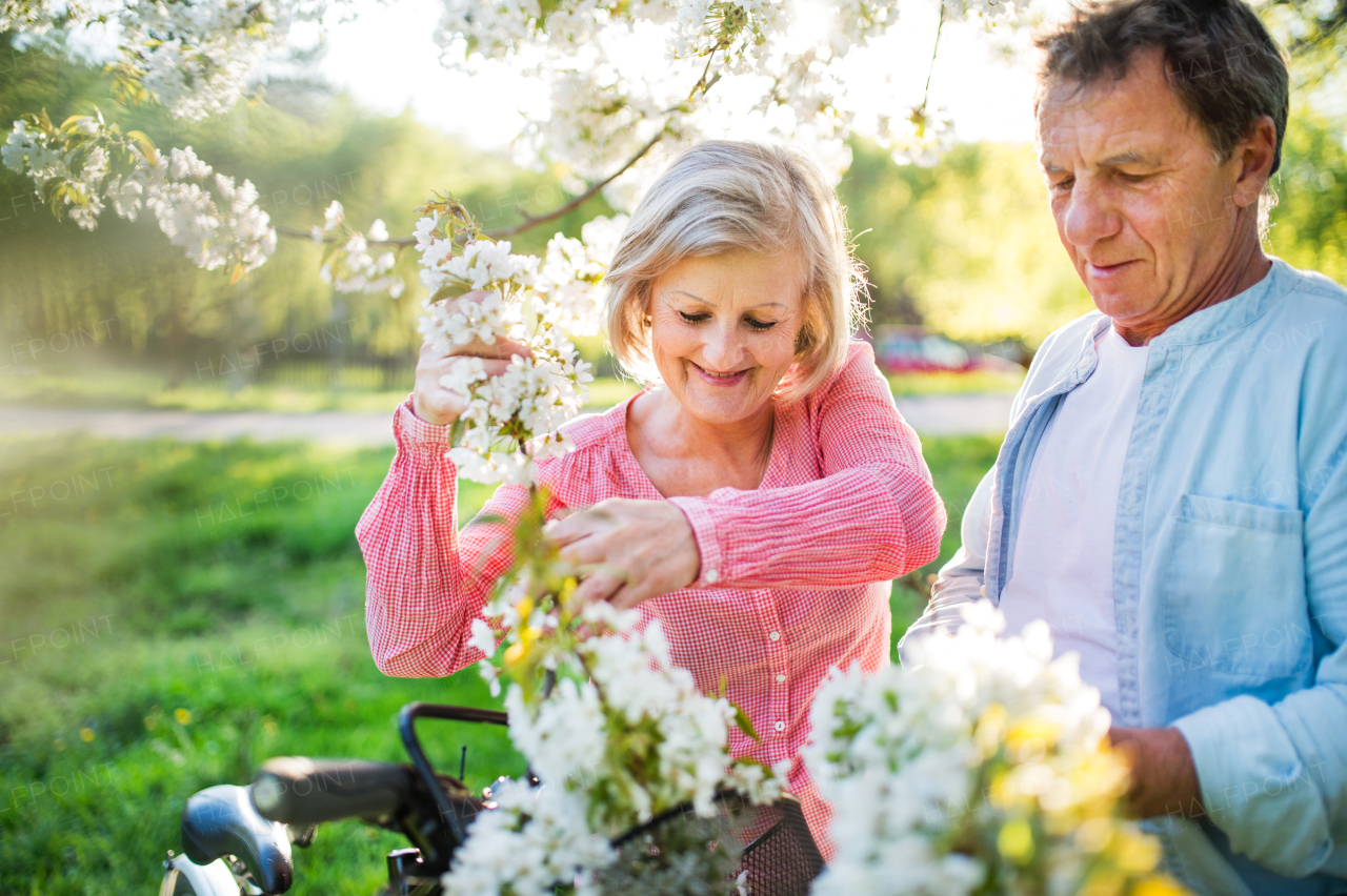 Beautiful senior couple with bicycles outside in spring nature under blossoming trees.