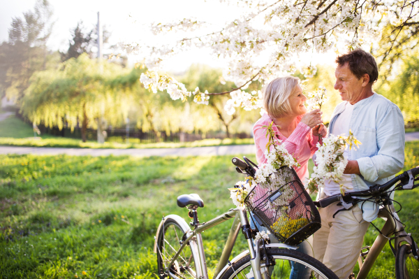 Beautiful senior couple with bicycles outside in spring nature under blossoming trees. A man and woman in love.