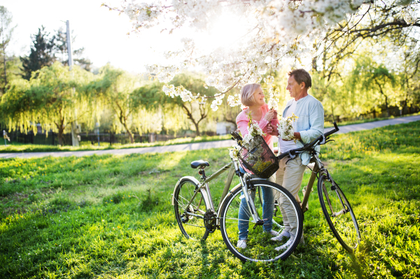 Beautiful senior couple with bicycles outside in spring nature under blossoming trees.