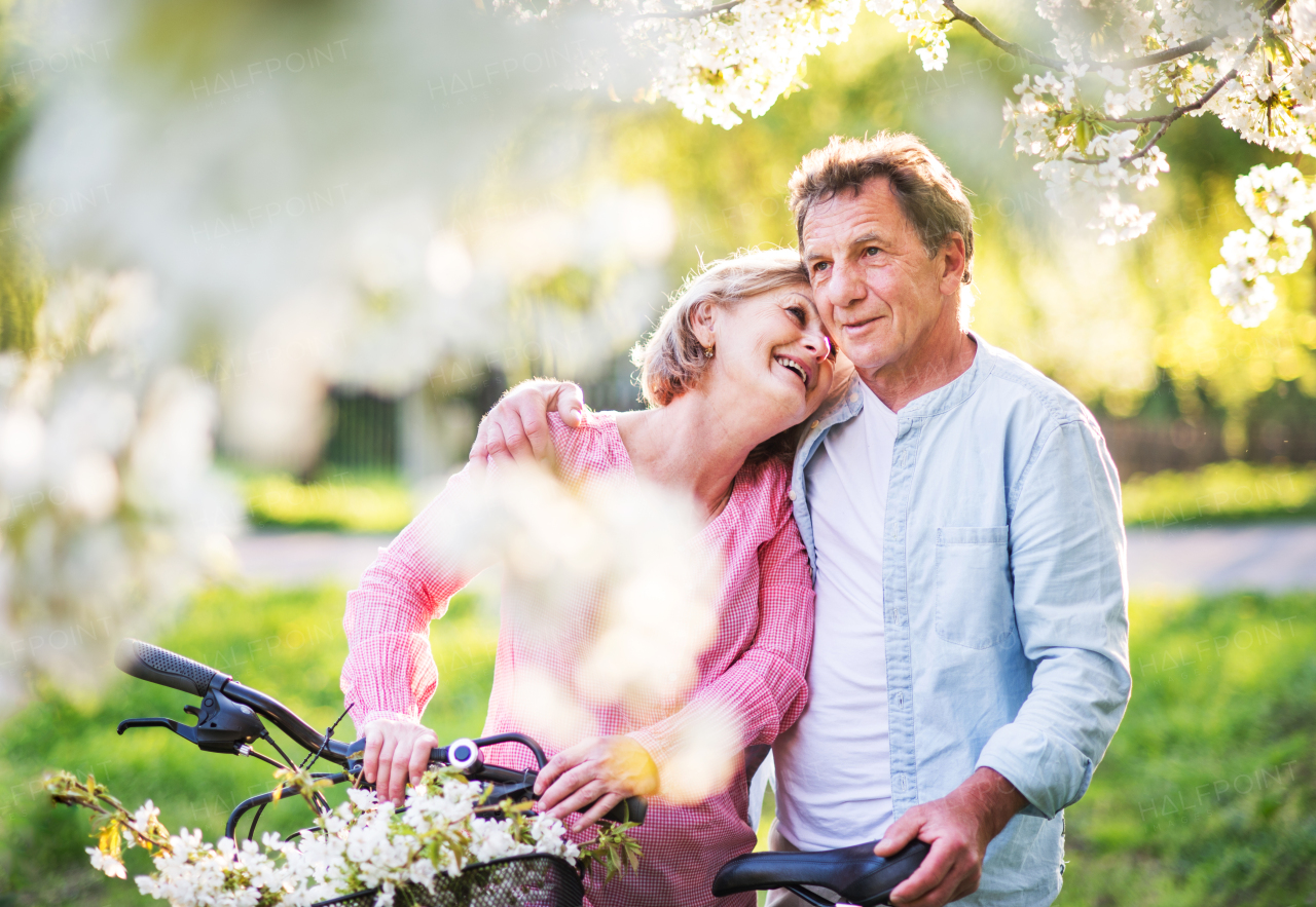 Beautiful senior couple with bicycles outside in spring nature under blossoming trees.