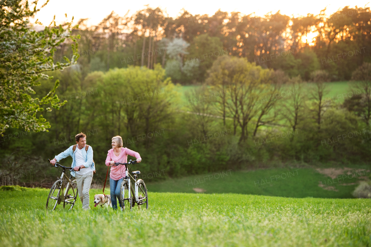 Beautiful senior couple outside in spring nature, walking with a dog and bicycles on grassland.