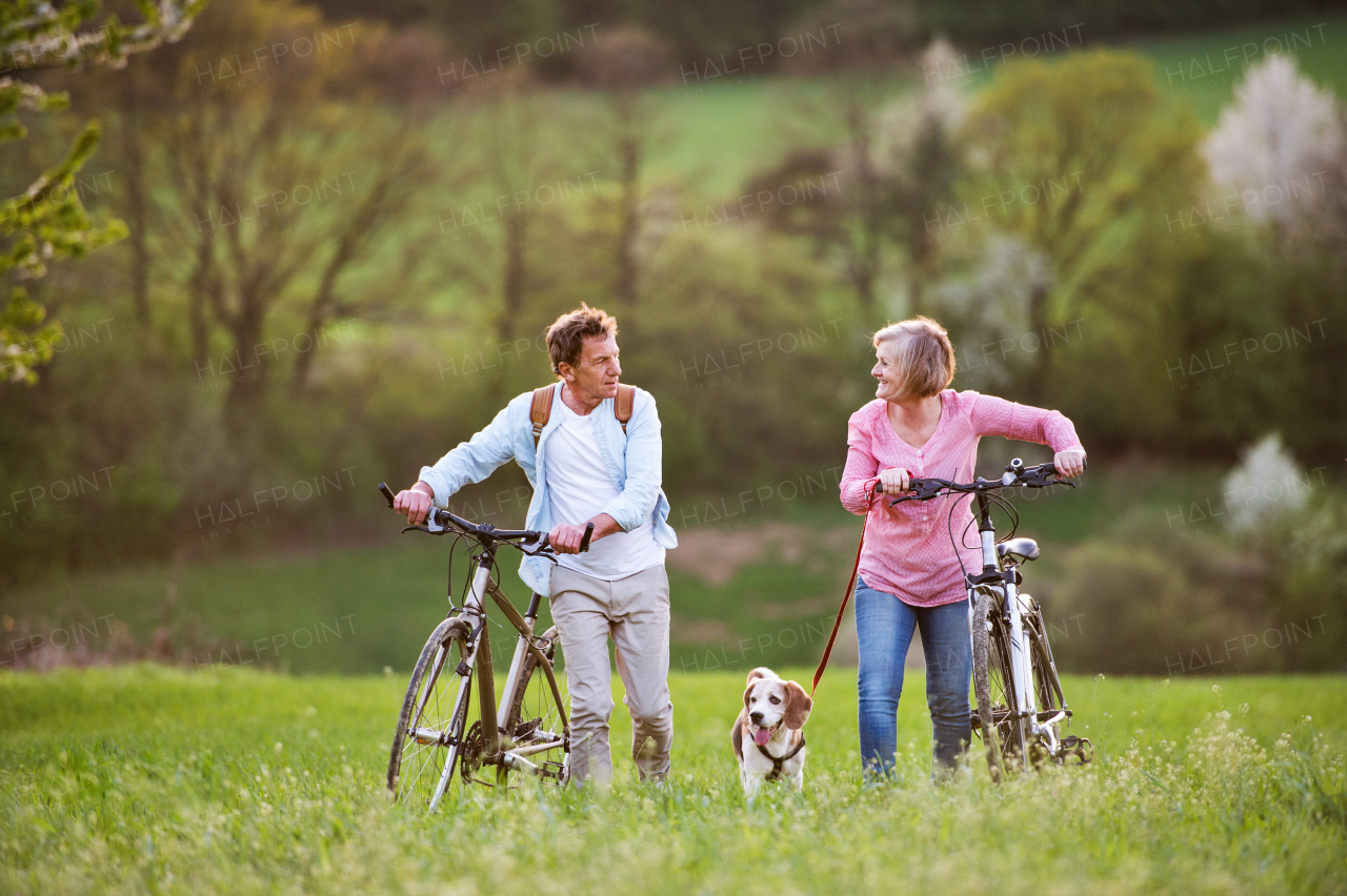 Beautiful senior couple outside in spring nature, walking with a dog and bicycles on grassland.