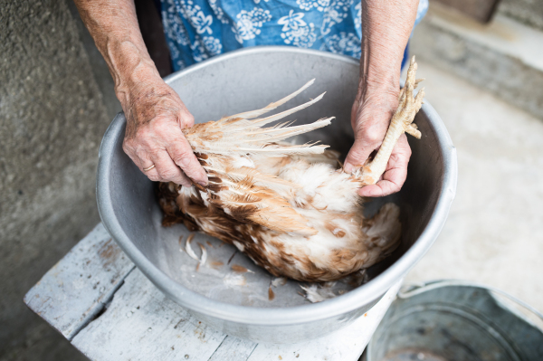 Unrecognizable senior woman cleaning and washing freshly slaughtered chicken outside in front of her house. Close up.