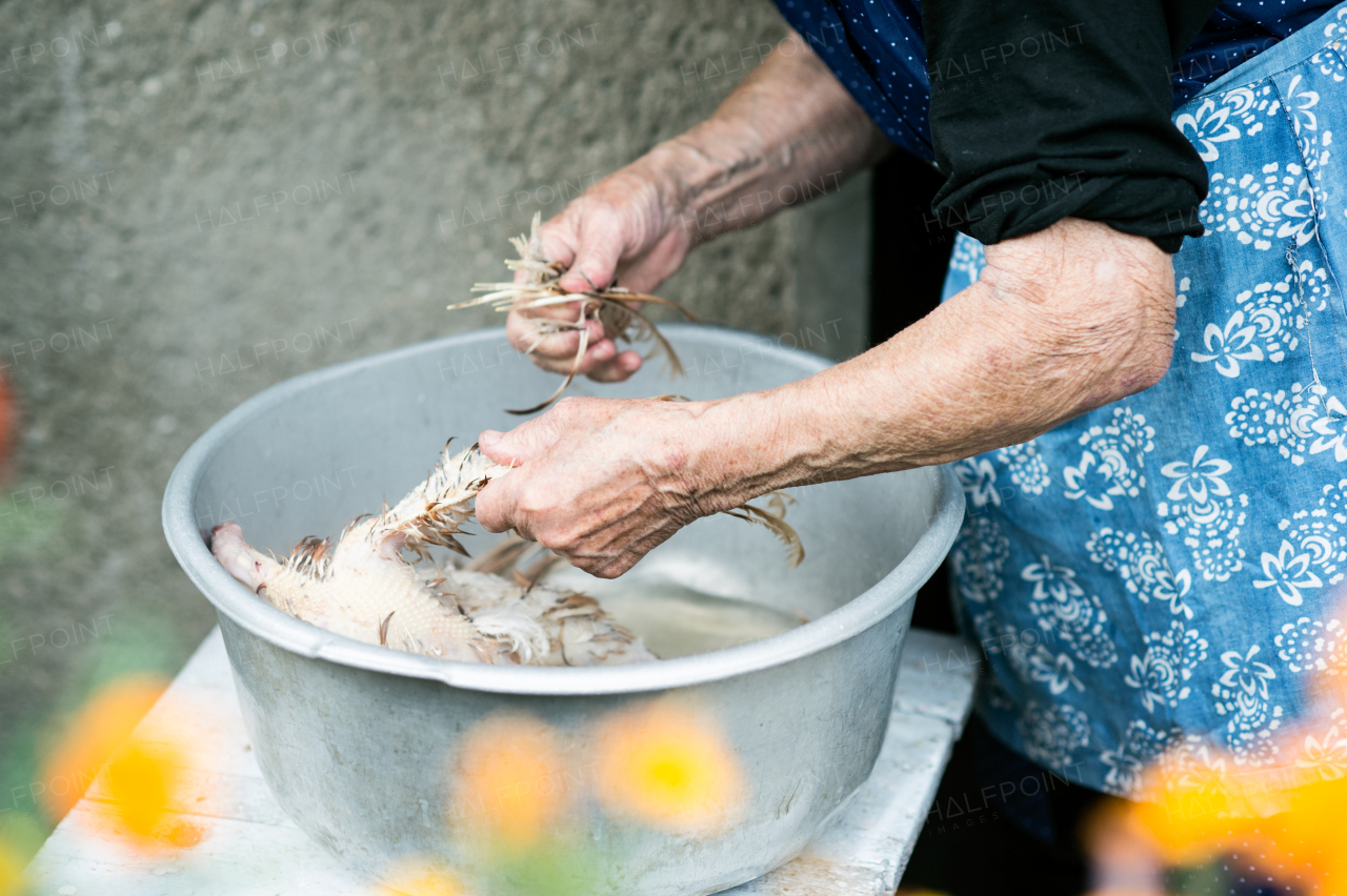 Unrecognizable senior woman cleaning and washing freshly slaughtered chicken outside in front of her house. Close up.