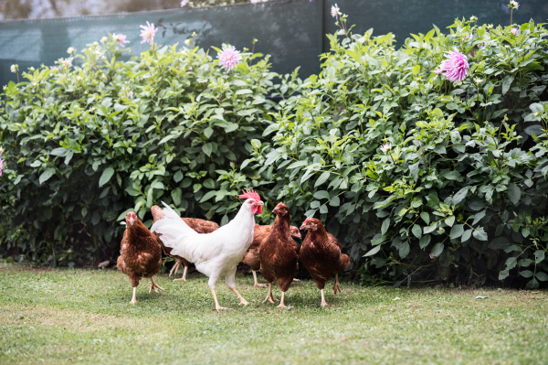 Lots of hens and cock in garden at country side. Scene at chicken farm. Summer day.