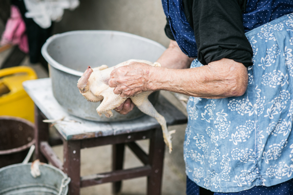 Unrecognizable senior woman cleaning and washing freshly slaughtered chicken outside in front of her house. Close up.