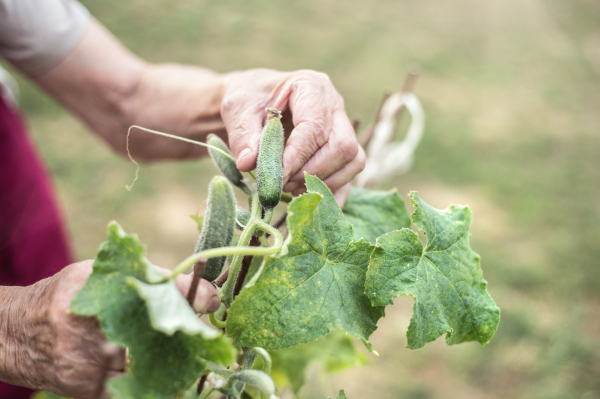 Hands of unrecognizable senior woman in her garden harvesting cucumbers. Close up.