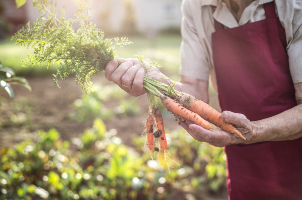 Unrecognizable senior woman in her garden harvesting carrots. Close up.