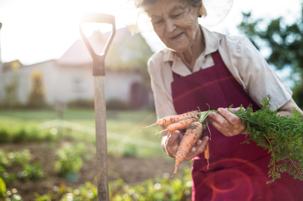 Beautiful senior woman in her garden holding carrots. Sunny nature.