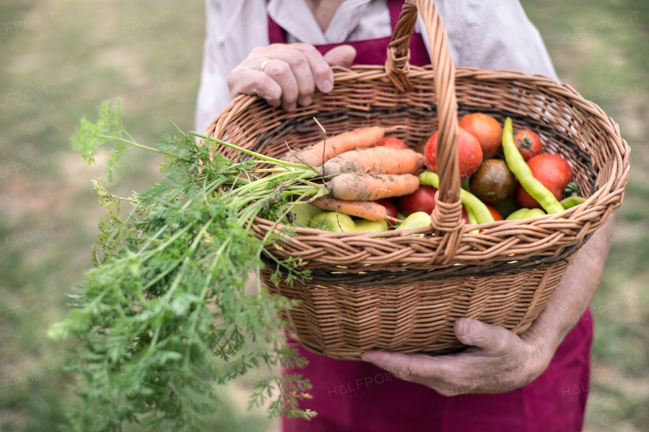 Unrecognizable senior woman in her garden harvesting green pepper, tomatoes and carrots. Close up.