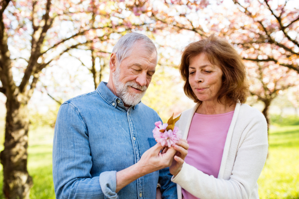 Beautiful senior couple in love on a walk outside in spring nature under blossoming trees.