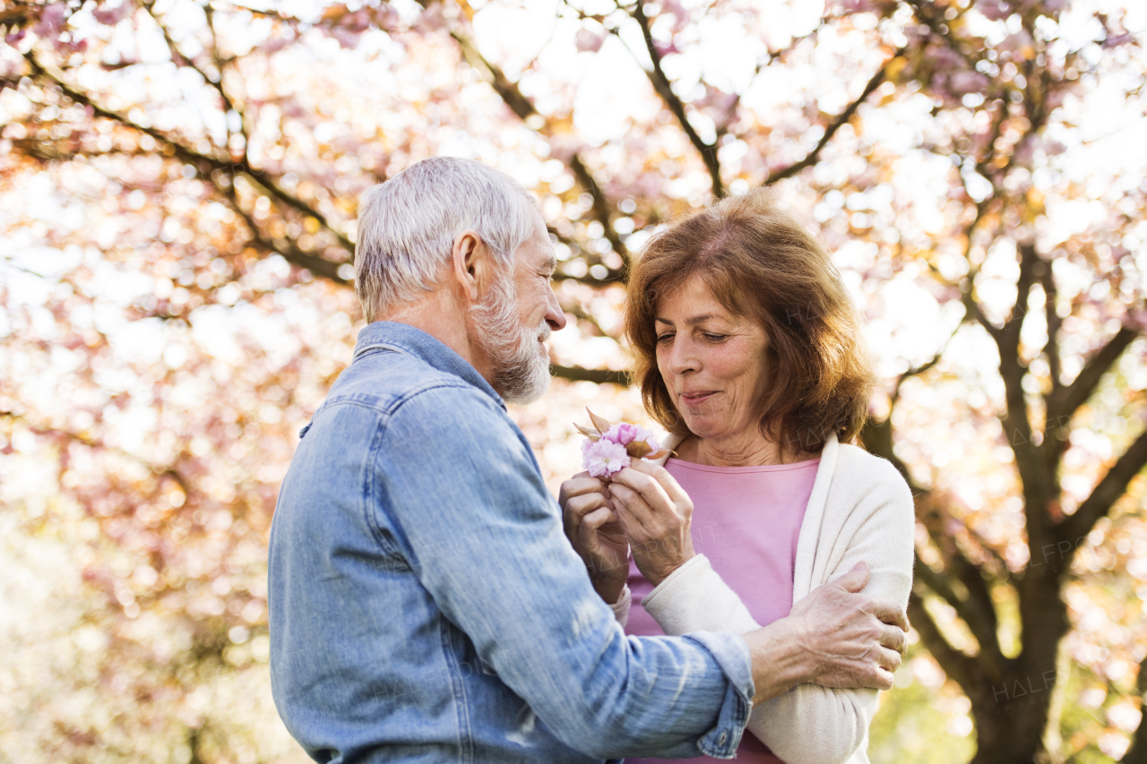 Beautiful senior couple in love on a walk outside, enjoying spring nature under blossoming trees.