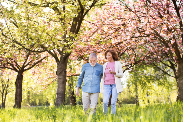 Beautiful senior couple in love on a walk outside in spring nature under blossoming trees.