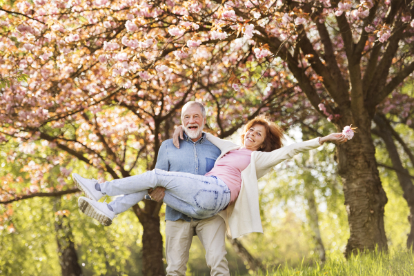 Beautiful senior couple in love outside in spring nature under blossoming trees, man carrying woman in his arms.