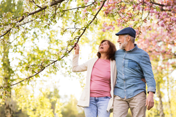 Beautiful senior couple in love on a walk outside in spring nature under blossoming trees.