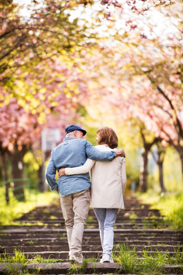 Beautiful senior couple in love on a walk outside in spring nature under blossoming trees. Rear view.