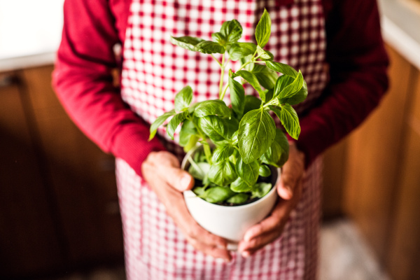 Senior man preparing food in the kitchen. An unrecognizable old man inside the house, holding herbs.